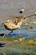 Water Pipit