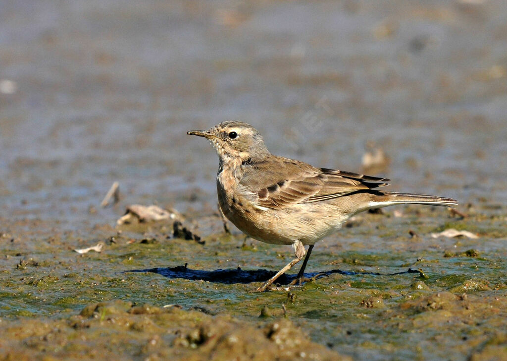 Water Pipit