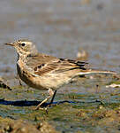 Pipit spioncelle