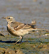 Water Pipit