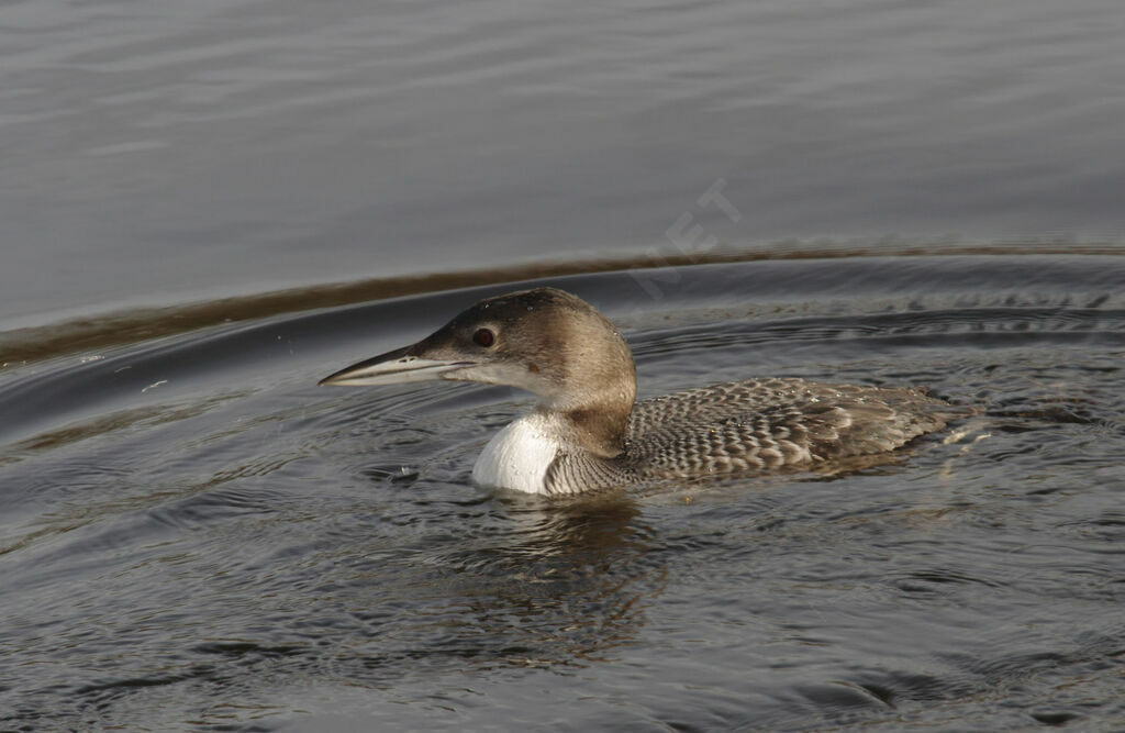 Common Loonimmature