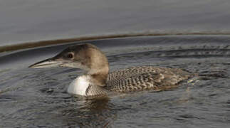 Common Loon