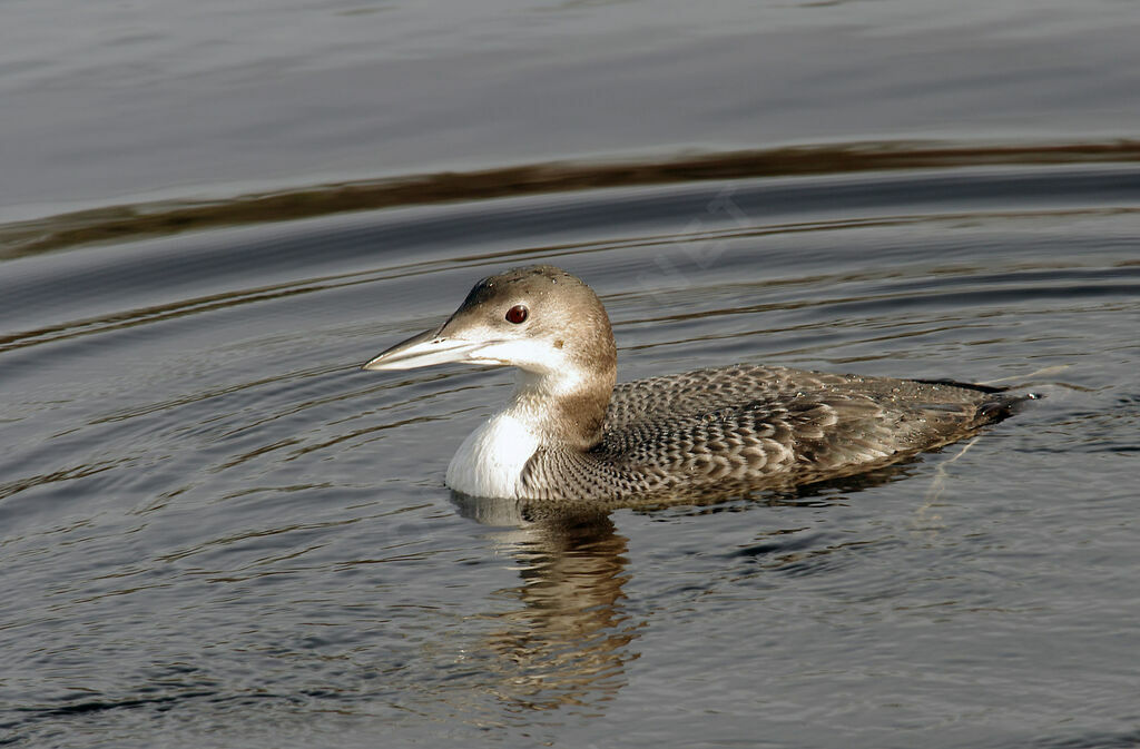 Common Loon