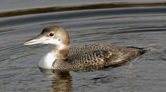 Common Loon