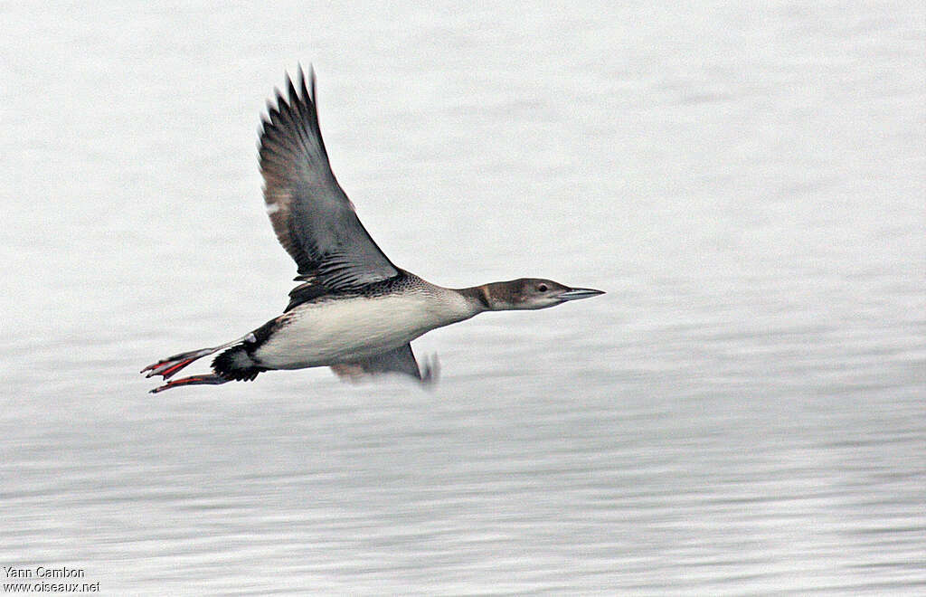 Common Loonimmature, Flight