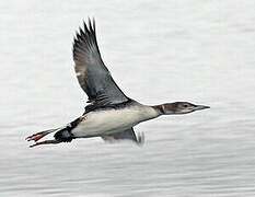 Common Loon