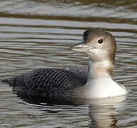 Common Loon