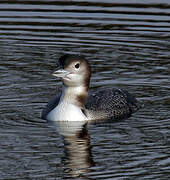 Common Loon