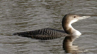 Common Loon