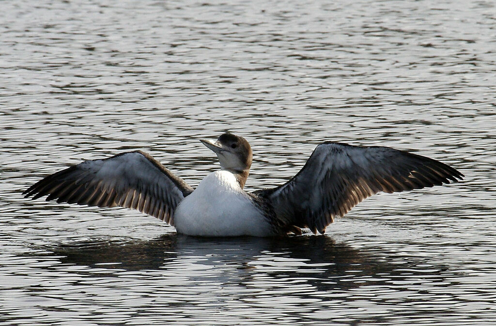 Plongeon imbrinimmature