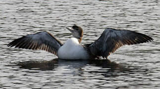 Plongeon imbrin