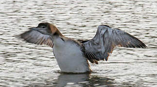 Common Loon