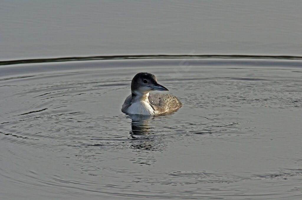 Common Loonimmature