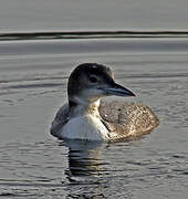 Common Loon