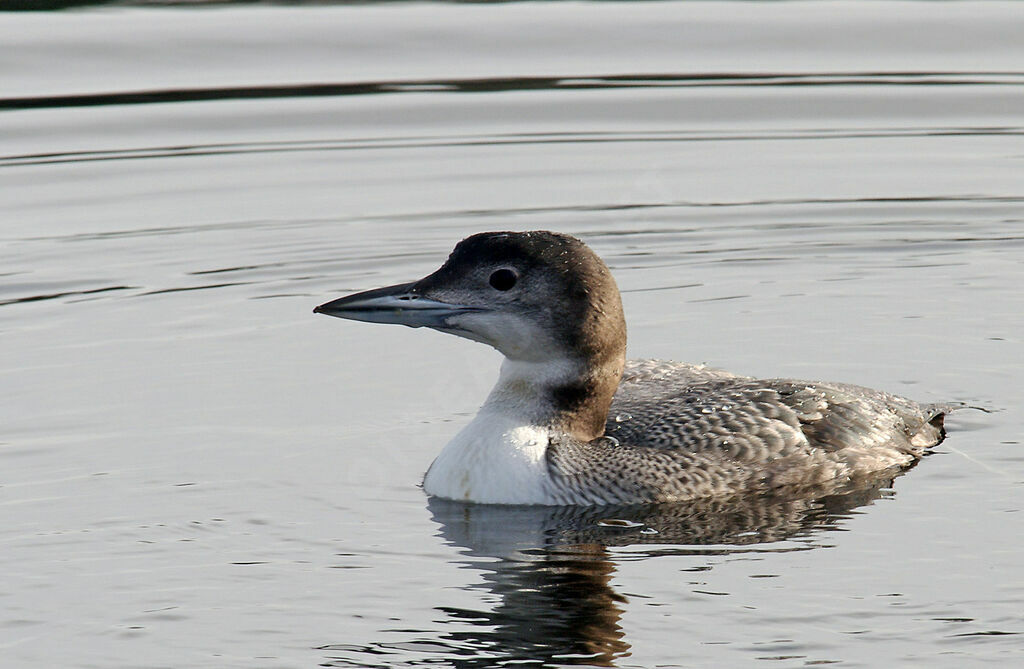 Common Loonimmature