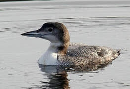 Common Loon