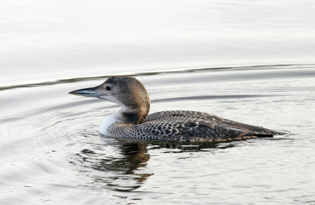 Common Loonimmature