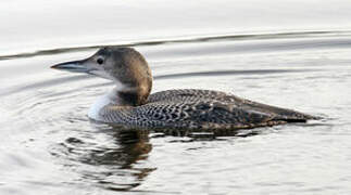 Common Loon