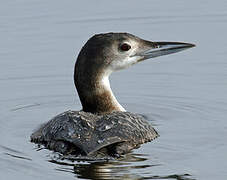 Common Loon