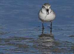 Wrybill