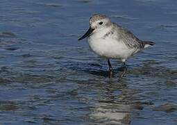 Wrybill