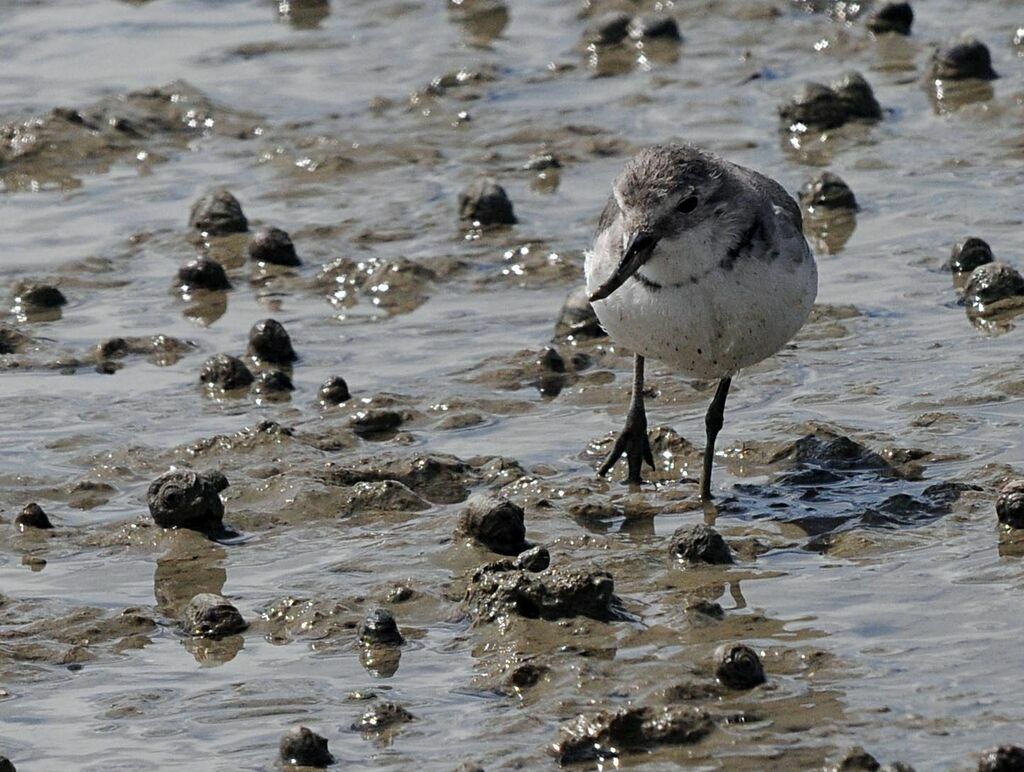 Wrybill