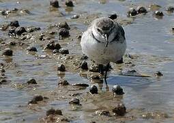 Wrybill