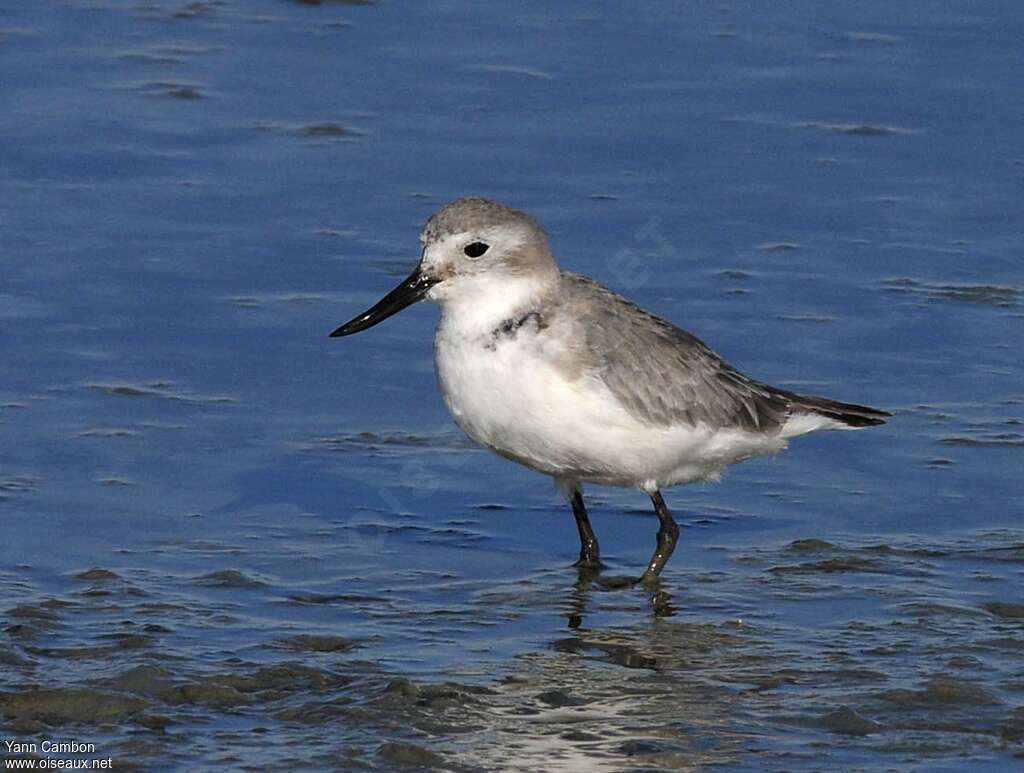 Wrybill