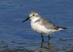 Wrybill