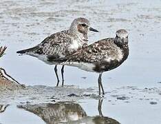 Grey Plover