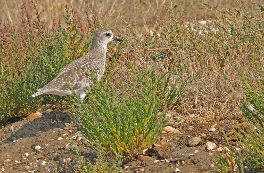 Grey Plover