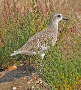 Grey Plover