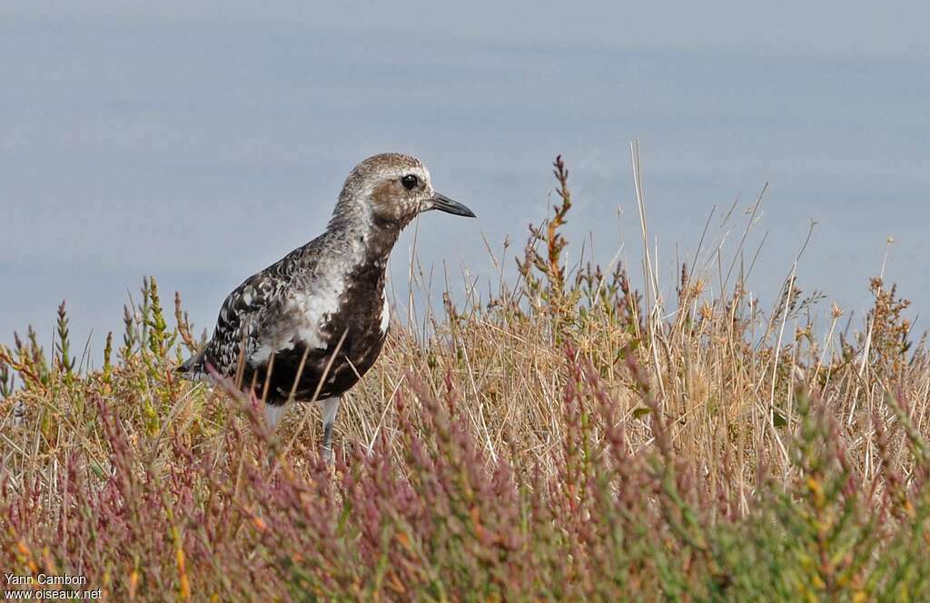 Grey Plover female adult transition