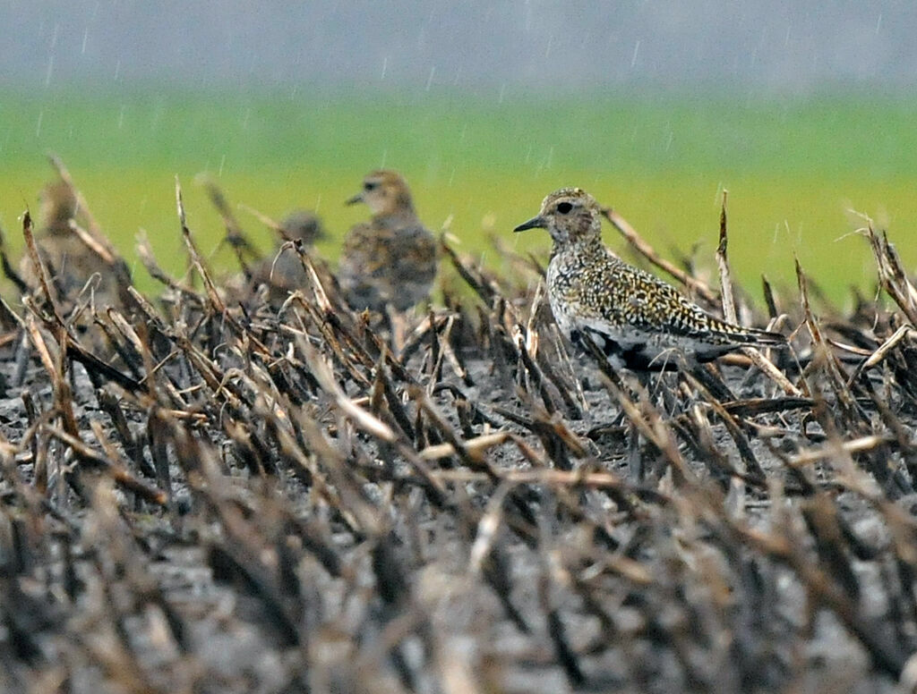 European Golden Plover