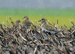 European Golden Plover