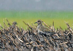 European Golden Plover