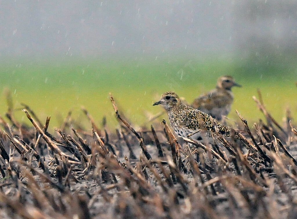 European Golden Plover