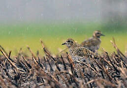 European Golden Plover