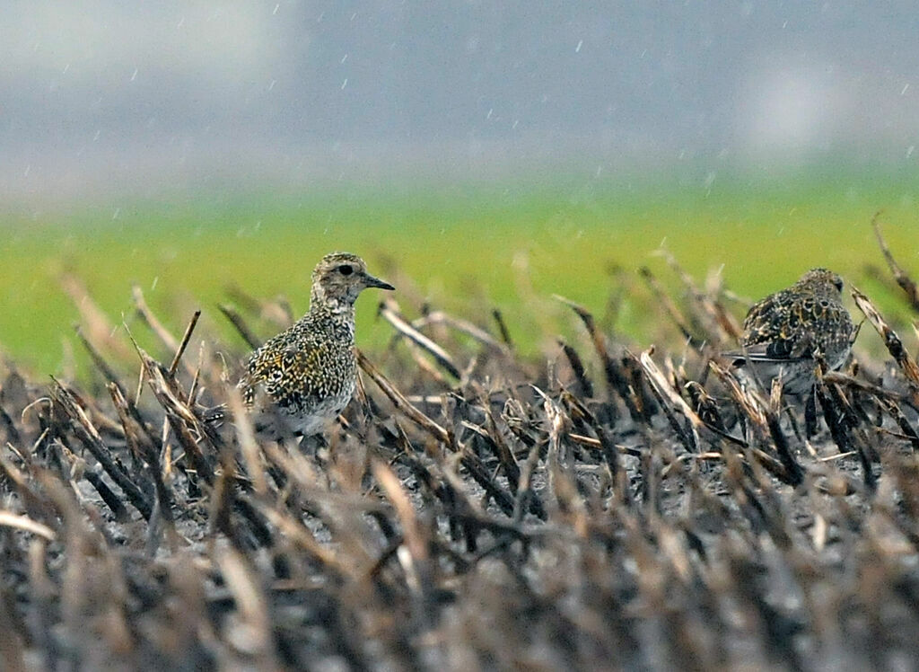 European Golden Plover