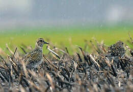 European Golden Plover