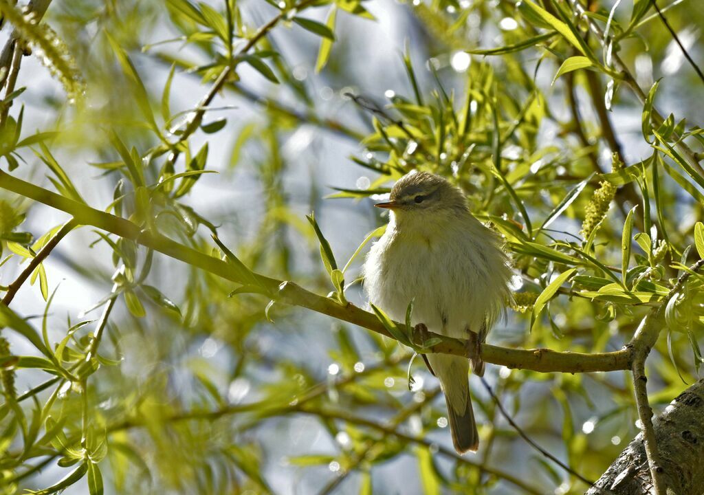 Willow Warbler