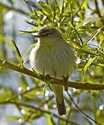 Willow Warbler