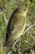 Willow Warbler