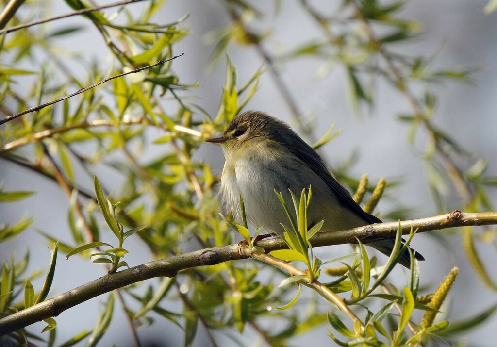 Willow Warbler