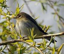 Willow Warbler