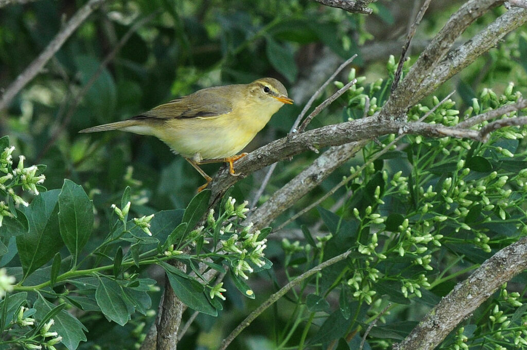 Willow Warbler