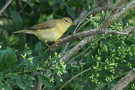 Willow Warbler