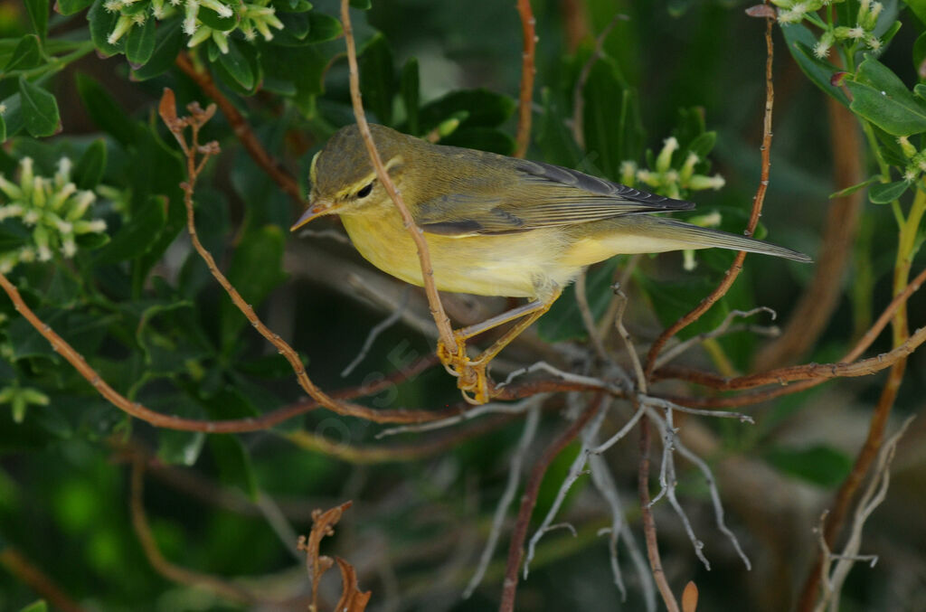 Willow Warbler