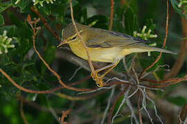 Willow Warbler