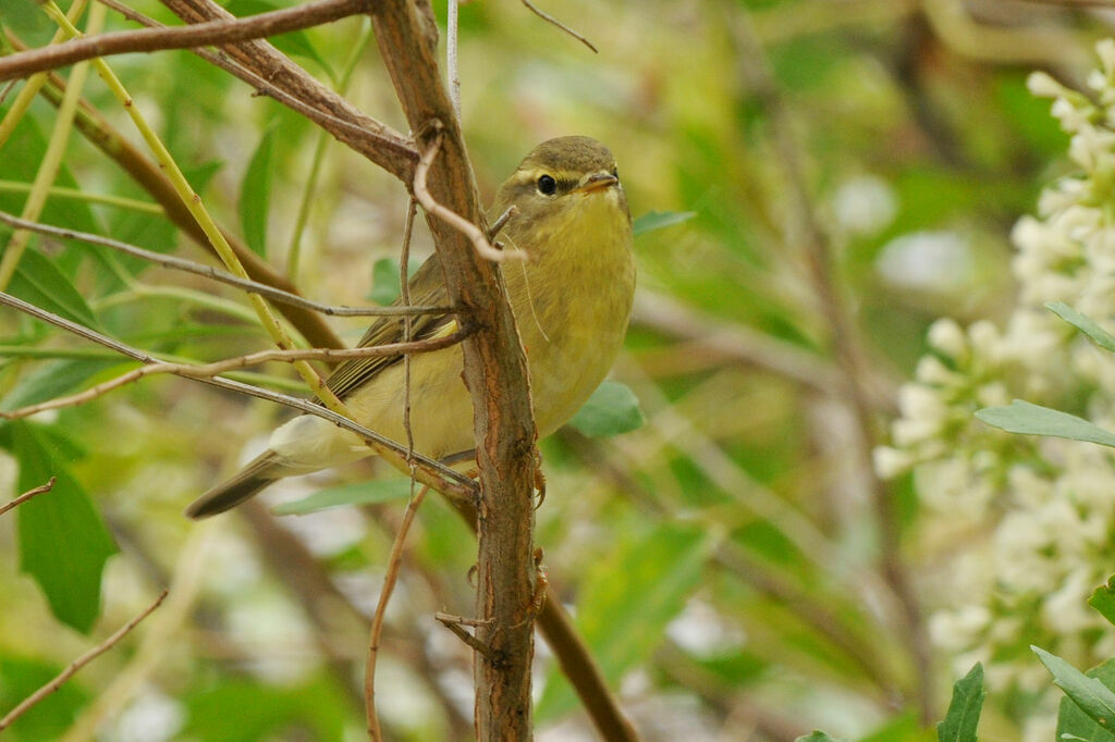 Willow Warbler